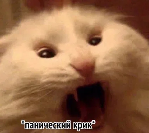 Стикер graceanimals - 1