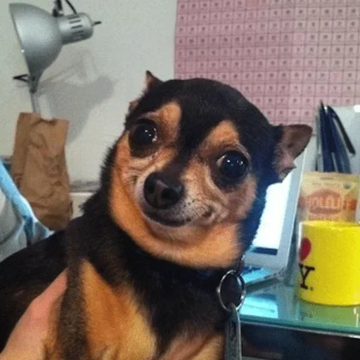 Sticker graceanimals - 1