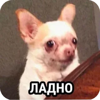 Стикер grace_fav_animals - 9