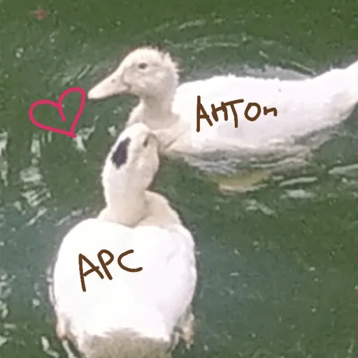 Стикер напейся из графина - 2