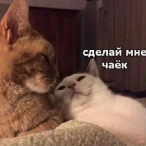 Стикер grandmacats - 1