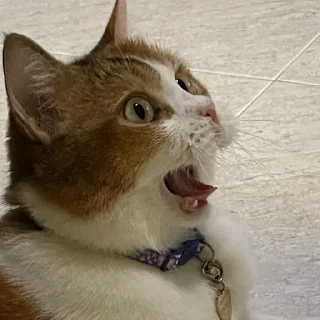 Стикер Стикеры одинокой бабули @feeling_goddess - 2