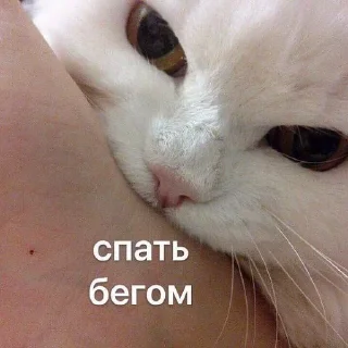 Стикер Стикеры одинокой бабули @feeling_goddess - 11