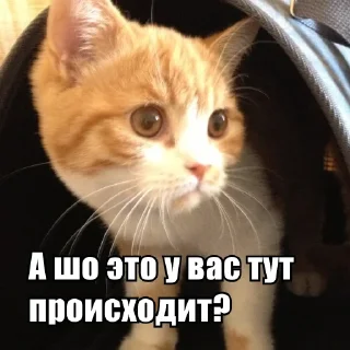 Стикер Стикеры одинокой бабули @feeling_goddess - 9