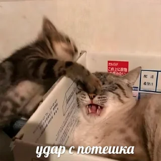 Стикер Стикеры одинокой бабули @feeling_goddess - 6