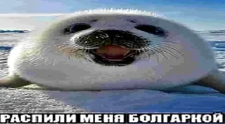 Sticker беседы с башкой - 4