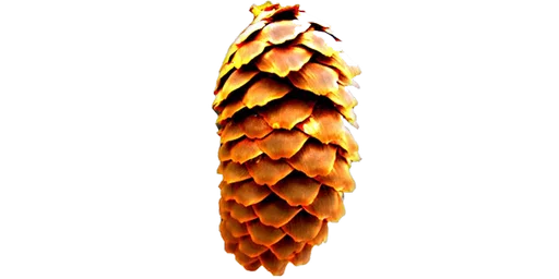 conifer cone tree western yellow pine