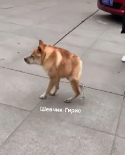 Sticker Гргмобум - 2