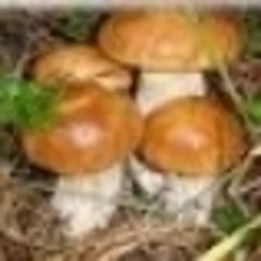 Sticker gribi_dlya_druzei - 1