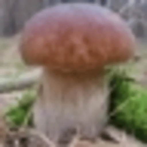 Sticker gribi_dlya_druzei - 1