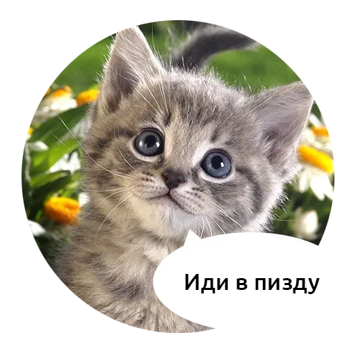 Grubye 18+ @pornostikery ⬅️🔞 - животное