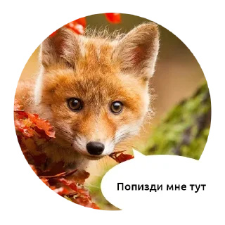 млекопитающее животное лиса