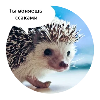 животное млекопитающее ёж