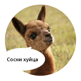 млекопитающее животное альпака