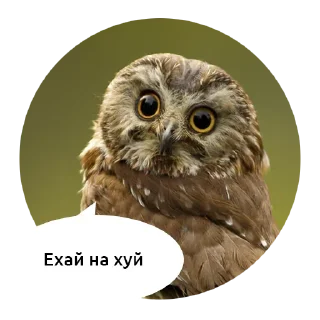 животное птица хищная птица