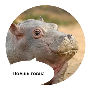 млекопитающее животное рыло