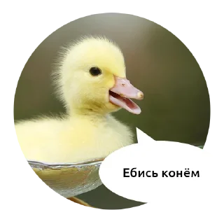 животное птица водная птица