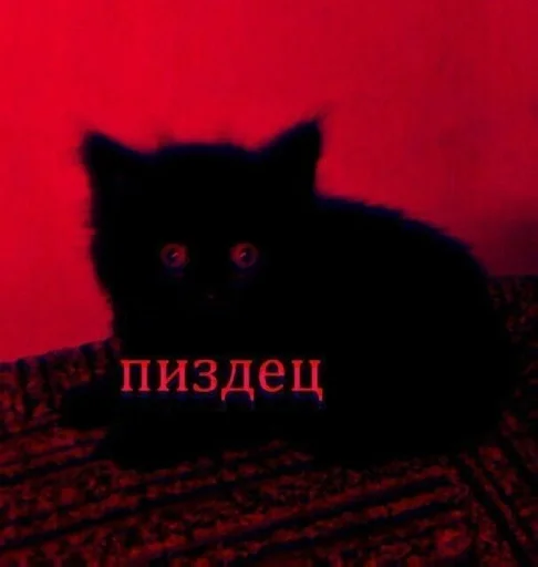 кошки малого и среднего размера домашняя кошка животное