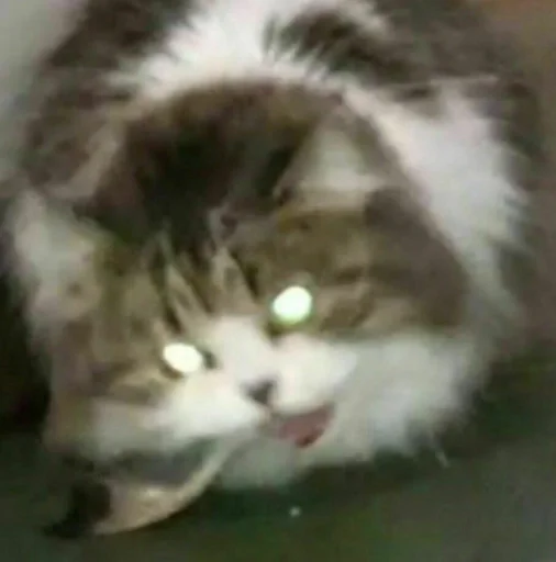 млекопитающее животное кошка