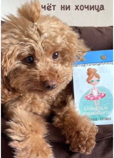 млекопитающее собака животное