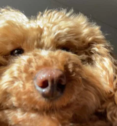 dog mammal dog breed