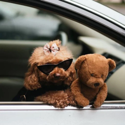 car dog stuffed
