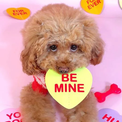 собака млекопитающее порода собак