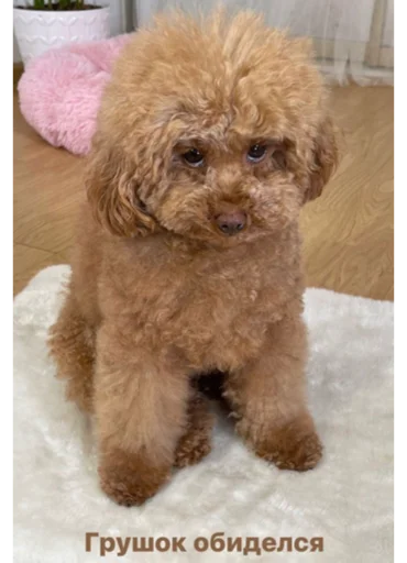 млекопитающее собака животное