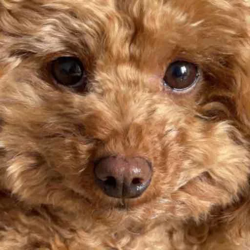 dog mammal dog breed