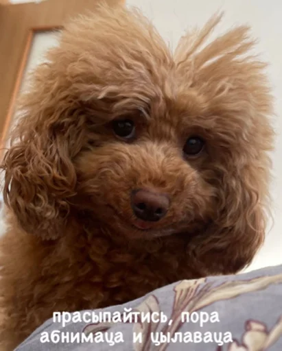 млекопитающее животное собака