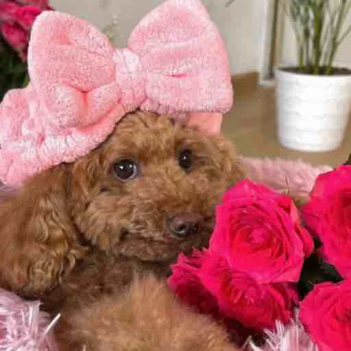 порода собак комнатный домашнее животное