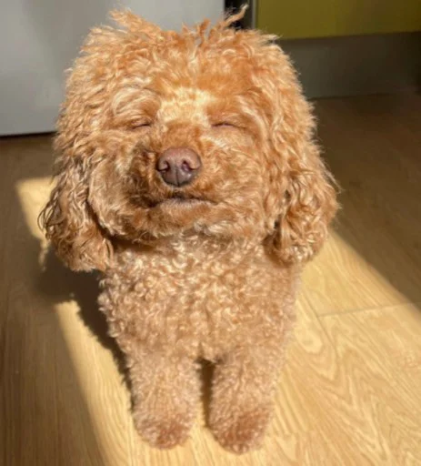 animal dog dog breed