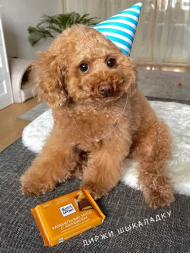 dog breed indoor pet