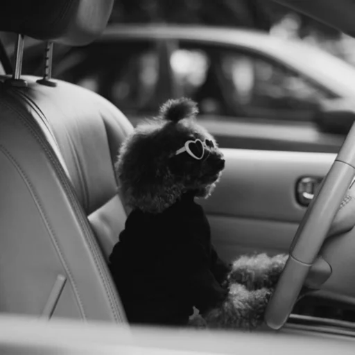 car black and white vehicle