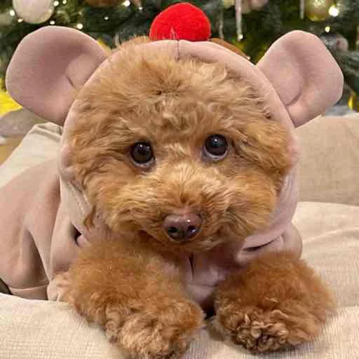 teddy christmas indoor