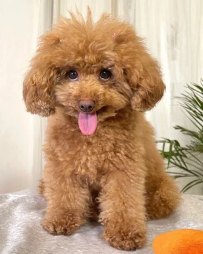 mammal dog breed dog