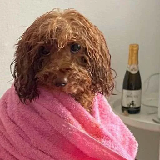 animal indoor dog breed