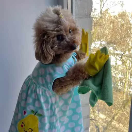 mammal toy teddy bear