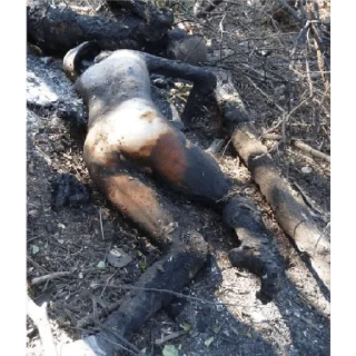 Стикер 200🇺🇦🏳‍🌈 - 1