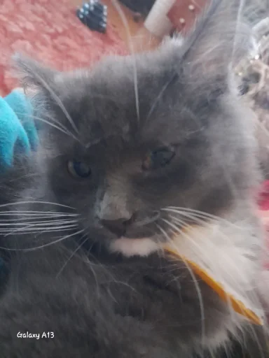 чаво @EmojiRu_Bot - 