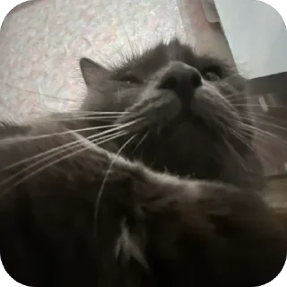 Sticker чаво @EmojiRu_Bot - 1