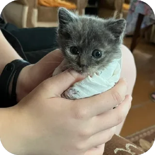 Sticker чаво @EmojiRu_Bot - 0