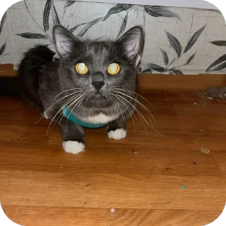 Sticker чаво @EmojiRu_Bot - 4