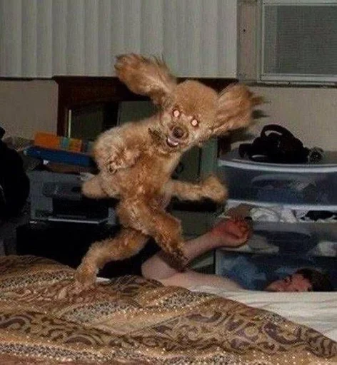 Стикер сметанка pack by @QuotLyBot - 8