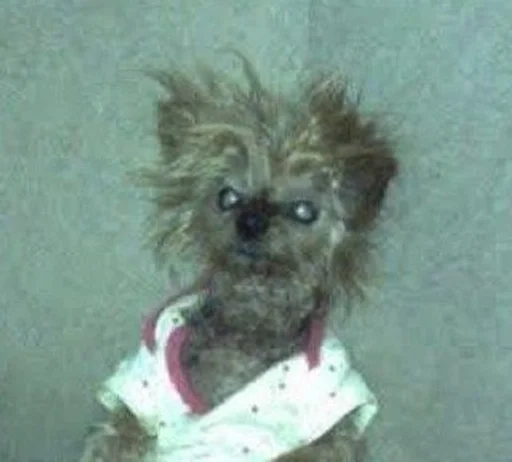 Стикер сметанка pack by @QuotLyBot - 3