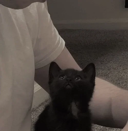 person indoor mammal