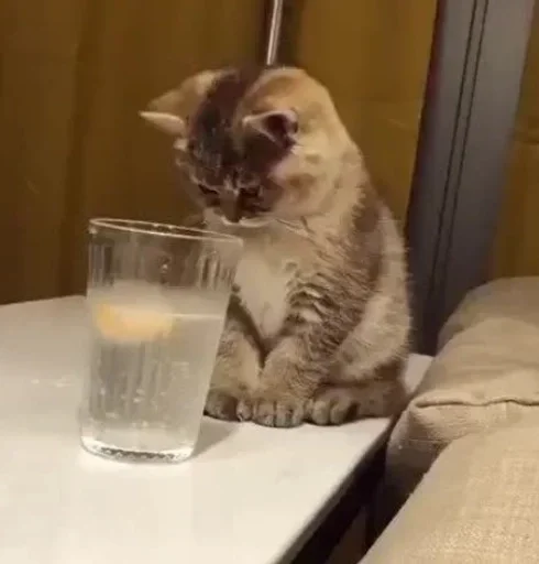 indoor small to medium-sized cats felidae