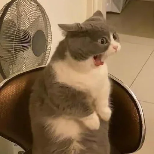 animal small to medium-sized cats indoor