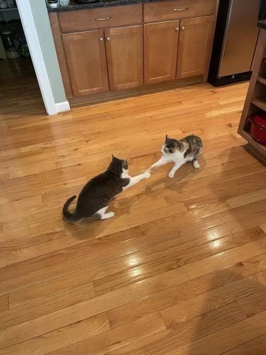 indoor animal flooring