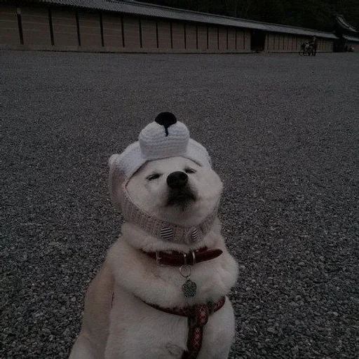 ground outdoor animal